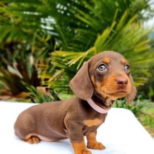 Dachshund