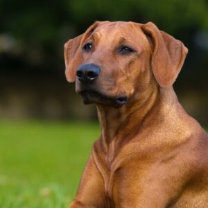 Rhodesian Ridgeback Puppies